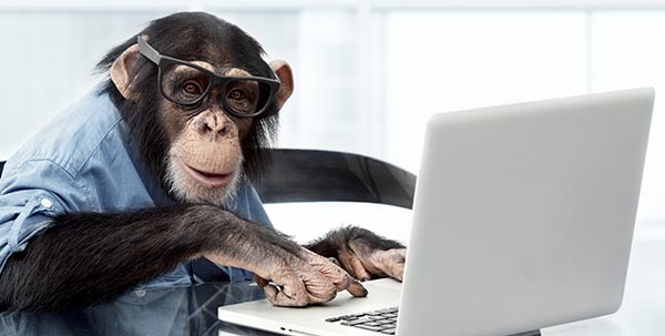 Monkey on Laptop